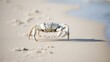 A white crab scuttling across a sandy beach, leaving a trail of footprints.