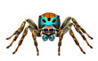 Peacock Spider Facts and Behavior Transparent PNG