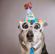 Portrait Of An Old  German Shepherd Dog Wearing A Birthday Party Hat, With The Number 12, Novelty Glasses And A Shirt And Tie