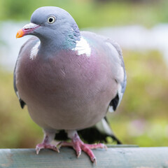 Wood Pidgeon