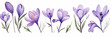 Watercolour Collection { No1 } Organic Saffron Crocus Sativus grown on Saffron Eco Fields. Isolated on White Background. Generative AI.