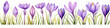 Watercolour Collection { No1 } Organic Saffron Crocus Sativus grown on Saffron Eco Fields. Isolated on White Background. Generative AI.
