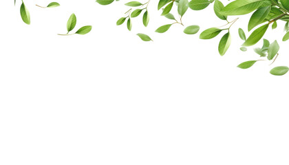 Wall Mural - flying green leaves isolated on transparent background cutout
