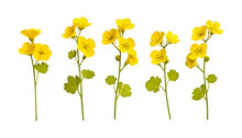 Yellow Flowers Isolated On Transparent Background Cutout