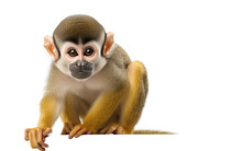 Squirrel Monkey Small Primate Transparent PNG