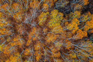 Wall Mural - Aerial view of colorful birch tree nature landscape in autumn. top view.