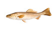 A transparent side view photo of a cod.