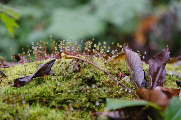 Wall Mural - 湯沢高原のコケ　Moss in Yuzawa Plateau