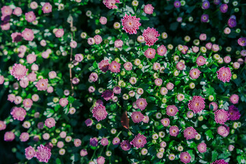 Wall Mural - daisy blooming in autumn