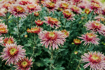 Wall Mural - daisy blooming in autumn