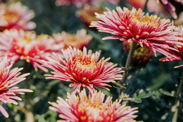 Wall Mural - daisy blooming in autumn