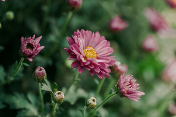 Wall Mural - daisy blooming in autumn