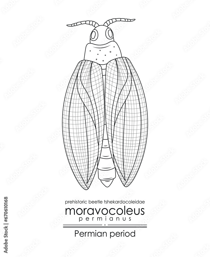 Moravocoleus permianus, a Permian period prehistoric beetle ...