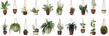 Collection Of Hanging House Plants In Various Pots On Transparent Background