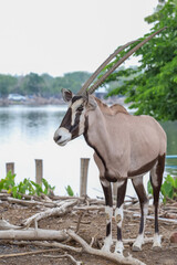 Wall Mural - The oryx animal is long horn and beautiful animal in garden