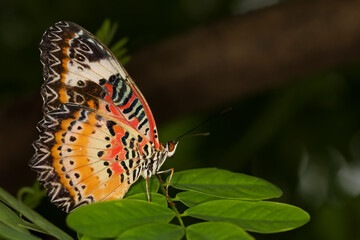 Wall Mural - The beautiful butterfly on flower is show beauty wing in nature garden