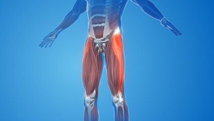 Wall Mural - Tensor Fasciae Latae Muscles pain and injury