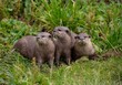 Group of cute North American river otters standing in a grassy meadow