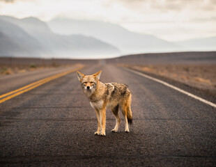 lone coyote standing in road in death valley california