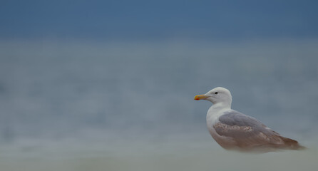 Wall Mural - seagull on the beach. European herring gull. It is  a large gull and it is Common in coastal regions of Western Europe.