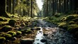 A Serene Forest On The Calm Day After Christmas, Background Images, Hd Illustrations