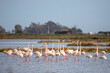 A group of flamingos in a lake at the Ebro delta in Spain