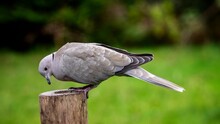 Collard Dove Perched On A Log