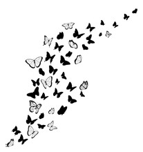 Black Butterfly Silhouettes. Vector Design Element