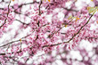 Colorful cherry blossom flower in full bloom in National Mall, Washington DC in spring