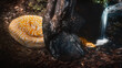 yellow python crawls near water