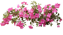 Pink Bougainvillea Flowers Horizontal Border With Leaves And Plants Isolated On Transparent Background. Generative AI