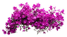 Purple Bougainvillea Flowers Horizontal Border With Leaves And Plants Isolated On Transparent Background. Generative AI