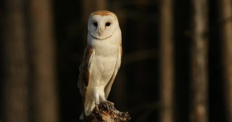 Wall Mural - Owl at sunset. Barn owl, Tyto alba, perched on branch in last sun rays. Beautiful white owl with heart-shaped face. Colorful autumn in wild nature. Wildlife. Hunting bird on forest meadow.
