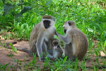 Group Of Three Black Face Monkeys, Two Adults And One Young Infant, Sitting And Being Playful In Tanzania Africa