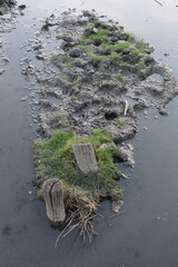 Wall Mural - A tree stump on the beach