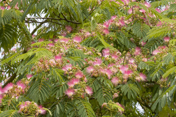 Wall Mural - Albizia en fleurs