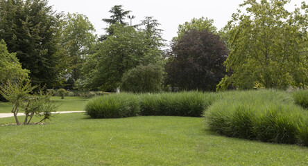 Wall Mural - Rangée de graminée dans un parc arboré
