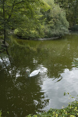 Canvas Print - Cygne  dans le parc arboré de Vichy en France