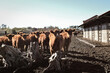grupo de vacas en corral 
