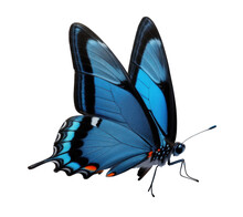 Blue Swallowtail Butterfly On Transparent Background, White Background Png