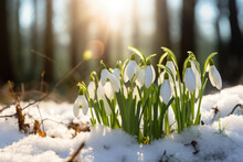 Beautiful White Snowdrop Flowers Blossoming Outdoors In Snow