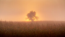 The Sun Rises Behind A Tree In A Maize Field And Makes The Mist Glow On An Autumn Morning
