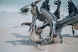 © _mishamartin - Pelicans splashing in shallow waters on Tulum beach