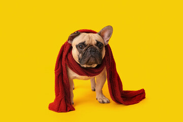 Wall Mural - Cute pug dog with warm scarf on yellow background