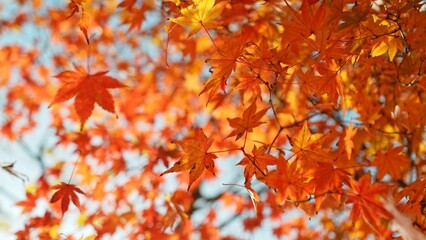 Wall Mural - Red and orange autumn leaves on the branches against the background of the turquoise sky.