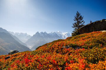 Wall Mural - autumn colors in Chamonix with Aiguille du Midi and Mont Blanc in France
