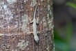 Common house gecko, Hemidactylus frenatus, on a tree