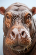 Close-up of a hippopotamuses face 