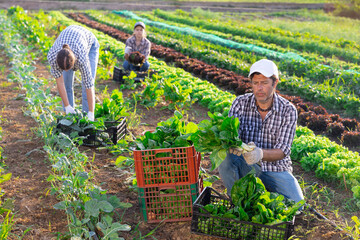 Wall Mural - Portrait of successful horticulturist on farm plantation of leafy vegetables with freshly harvested chard in plastic box