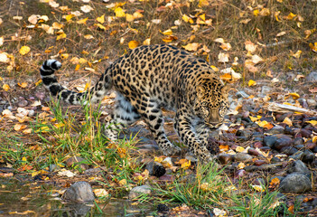 Poster - Amur Leopard